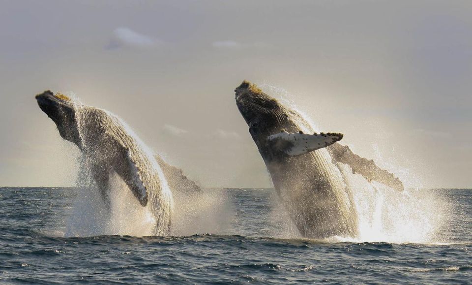 San Jose del Cabo Whale Watching - Finding the meeting point at Marina Puerto Los Cabos