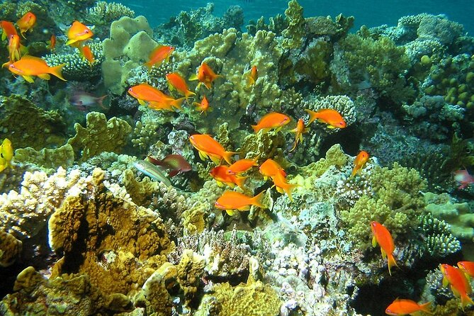 Santa Maria and Chileno Bay Snorkel Adventure Los Cabos - Santa Maria Cove: calm water and a gentle first swim