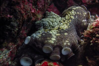 Scuba Diving
