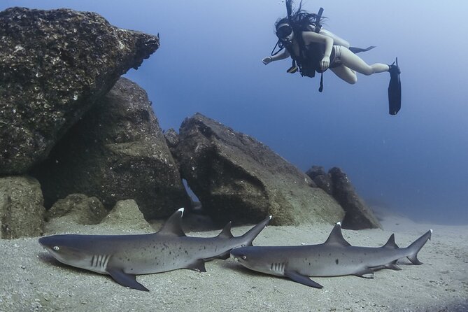 Scuba Diving - Is $149 a good value for Cabo?