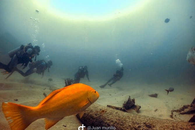 Scuba Diving adventure Cabo pulmo - Fitness, certification, and comfort in the water