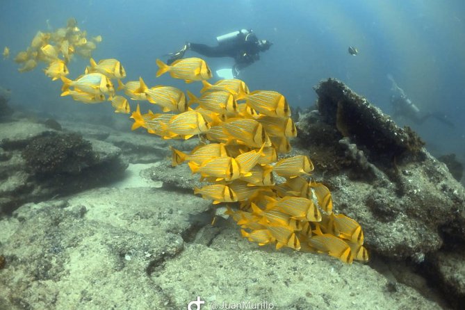Scuba Diving adventure Cabo pulmo - What to bring and what to confirm