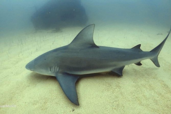 Scuba Diving adventure Cabo pulmo - What makes Cabo Pulmo National Park special