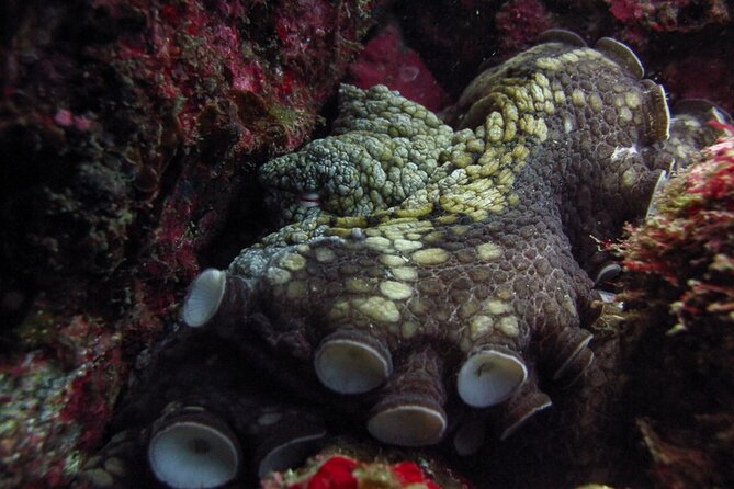 Scuba Diving - Choosing between Pelican Rock and the Corridor