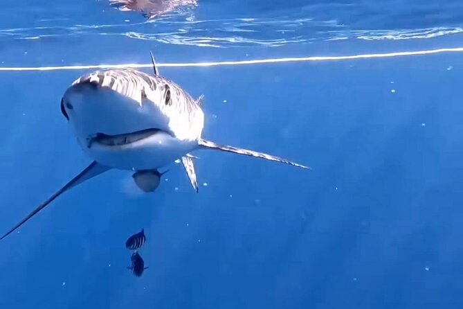 Shark Guided Diving Los Cabos - Leaving from the main dock in Cabo San Lucas