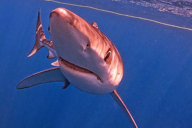 Shark Guided Diving Los Cabos - The small group makes a real difference