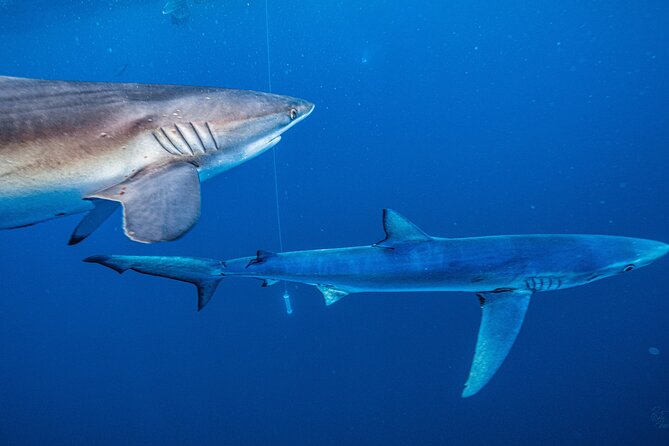 Shark Guided Diving Los Cabos - Safety, confidence, and the right level of adventure