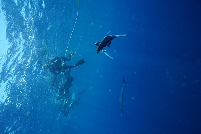 Shark Guided Diving Los Cabos - Is $209.46 a fair price?