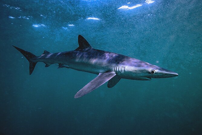 Shark Guided Diving Los Cabos - Weather and cancellation rules