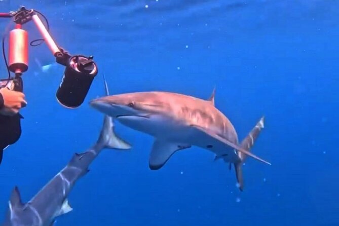 Shark Guided Diving Los Cabos - Who will get the most from this tour?