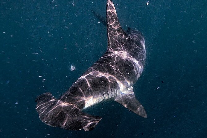 Shark Guided Diving Los Cabos - What the five-hour schedule means