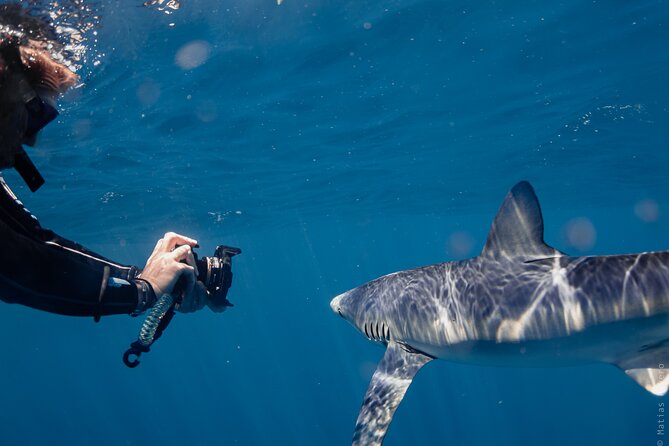 Shark Safari in San Jose del Cabo - Key points to know before booking