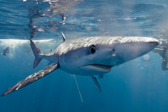 Shark Safari in San Jose del Cabo - Meeting the sharks off San José del Cabo
