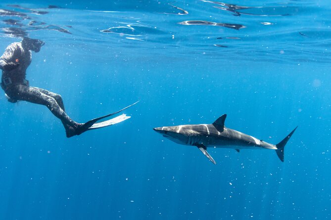 Shark Safari in San Jose del Cabo - The boat ride and ocean encounter