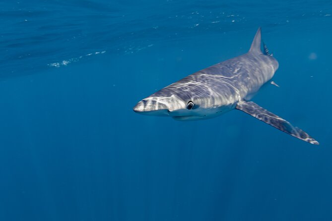 Shark Safari in San Jose del Cabo - A conservation-minded approach to sharks
