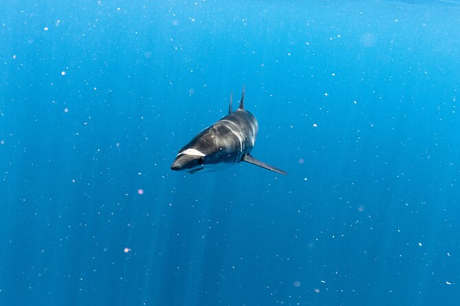 Shark Safari in San Jose del Cabo - The parts that require the most from you