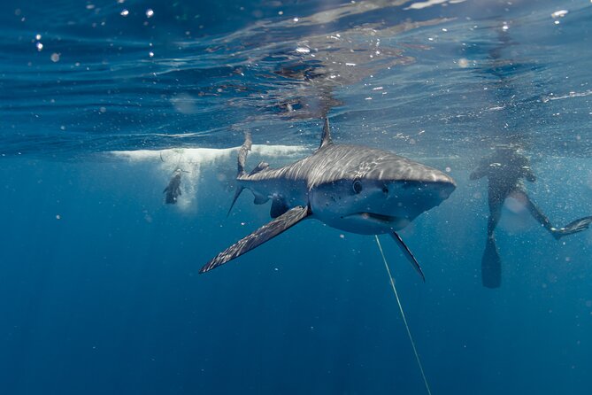Shark Safari in San Jose del Cabo - What makes the staff important