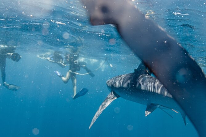 Shark Safari in San Jose del Cabo - What the 7:30 am start looks like