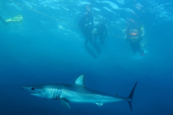 Shark Safari & Snorkel Adventure in Cabo San Lucas - A shark safari that begins with Cabo’s famous rock arch