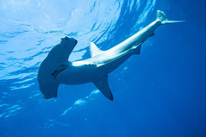 Shark Safari & Snorkel Adventure in Cabo San Lucas - How the shark encounter works