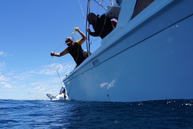 Shark Safari & Snorkel Adventure in Cabo San Lucas - What is included for the $203.12 price