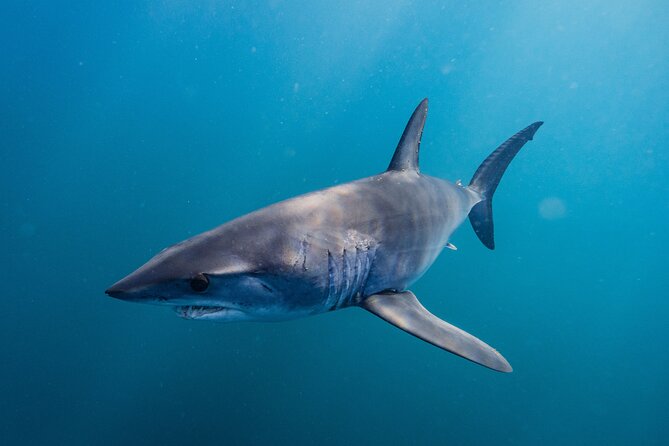 Shark Safari & Snorkel Adventure in Cabo San Lucas - Who will get the most from this outing