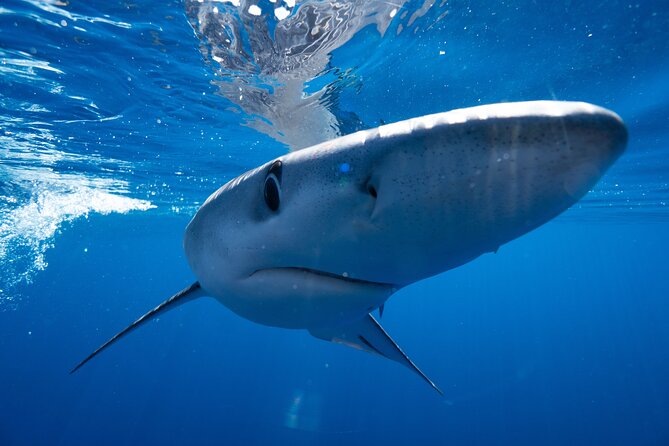 Shark Safari & Snorkel Adventure in Cabo San Lucas - My call: book it for the search, not a promise