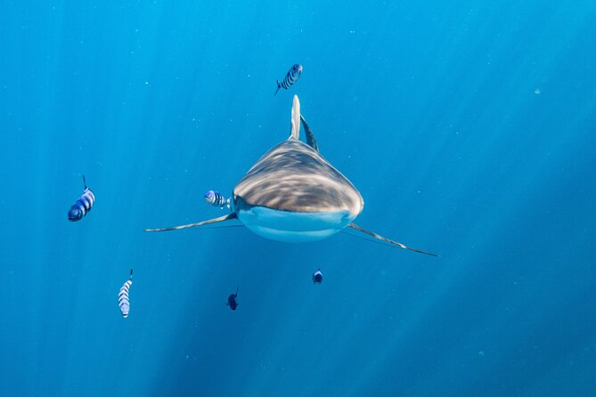 Shark Safari & Snorkel Adventure in Cabo San Lucas - Meeting the crew and preparing for the water
