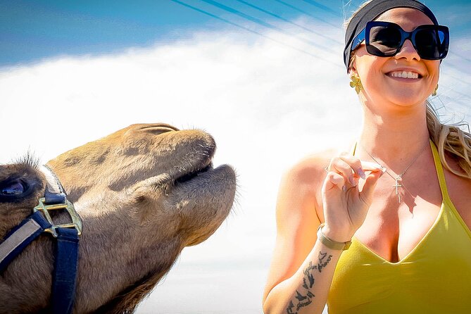 Sky Bike Free Camel Ride and Horseback Riding - Is $175 a fair price?