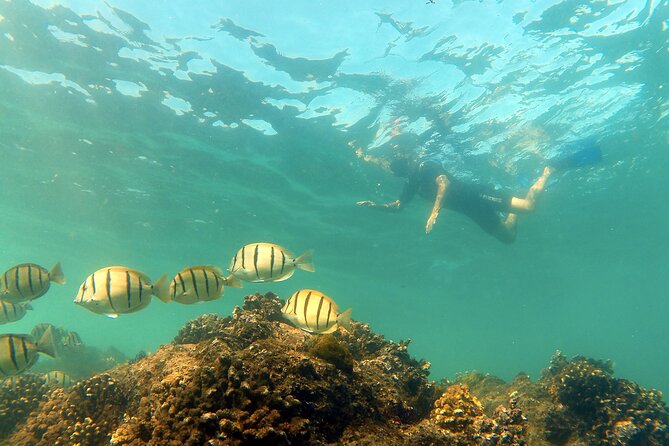 Small-Group Snorkel Adventure in San Jose del Cabo - What the $99 price includes