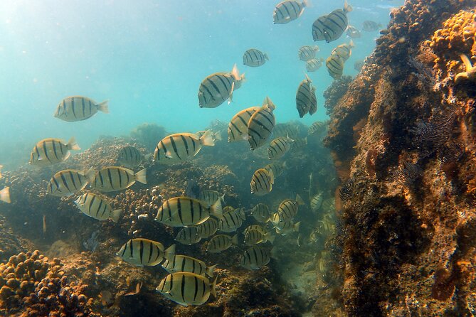 Small-Group Snorkel Adventure in San Jose del Cabo - A few practical choices before departure