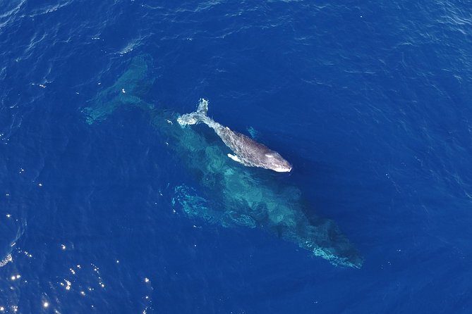 SMALL GROUP Whale Watch | Cabo San Lucas | Biologist | FREE Pics - Why this Cabo whale watch feels different