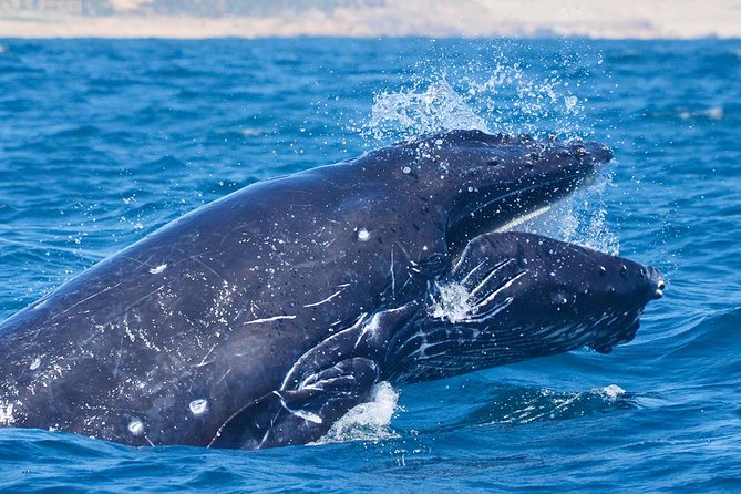 SMALL GROUP Whale Watch | Cabo San Lucas | Biologist | FREE Pics - Searching the Sea of Cortez and Pacific Ocean