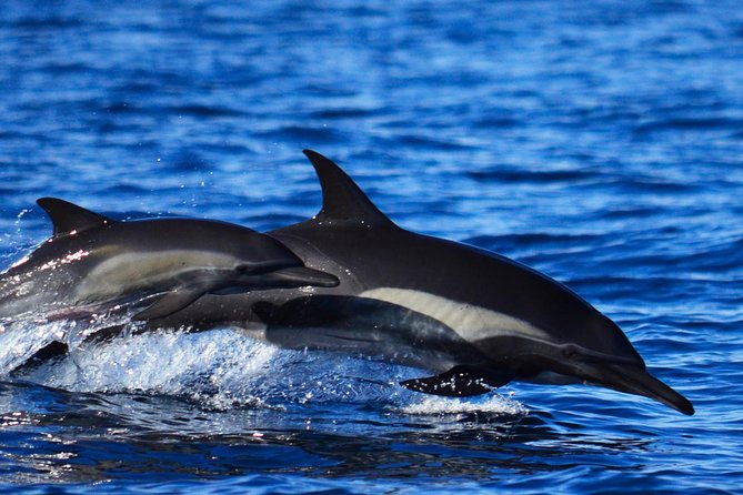 SMALL GROUP Whale Watch | Cabo San Lucas | Biologist | FREE Pics - A marine biologist who explains the action