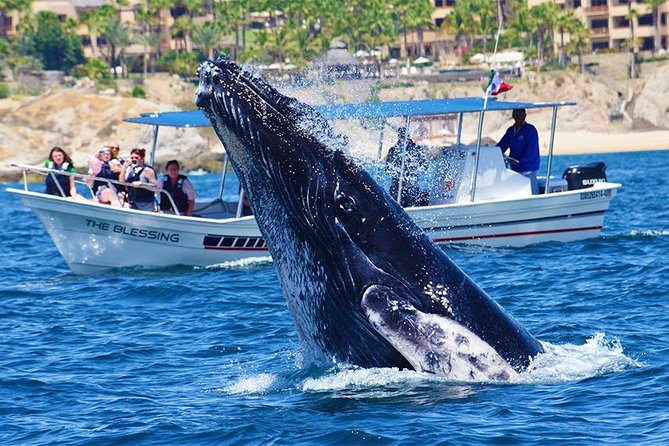 SMALL GROUP Whale Watch | Cabo San Lucas | Biologist | FREE Pics - Small boat advantages and rough-water realities