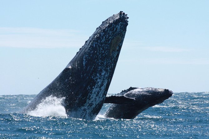 Small-Group Whale Watching Zodiac Boat Cruise in Cabo San Lucas - El Arco gives the trip a memorable opening