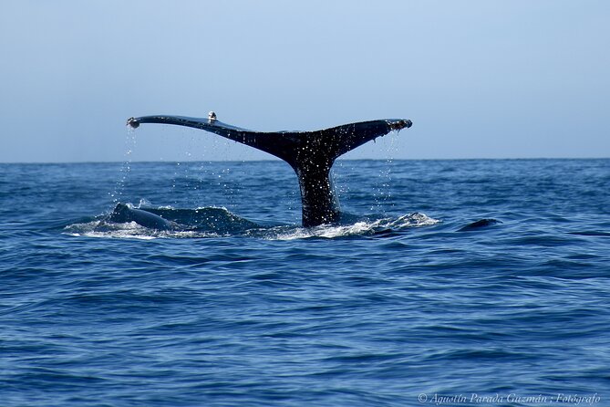Small-Group Whale Watching Zodiac Boat Cruise in Cabo San Lucas - Does the small group feel small?