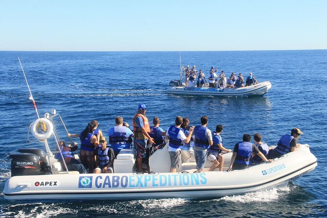 Small-Group Whale Watching Zodiac Boat Cruise in Cabo San Lucas - What you may see on the water