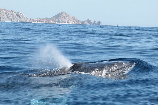 Small-Group Whale Watching Zodiac Boat Cruise in Cabo San Lucas - Price, fees, and what you actually receive