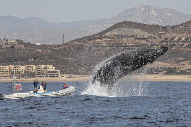 Small-Group Whale Watching Zodiac Boat Cruise in Cabo San Lucas - Practical details before you book