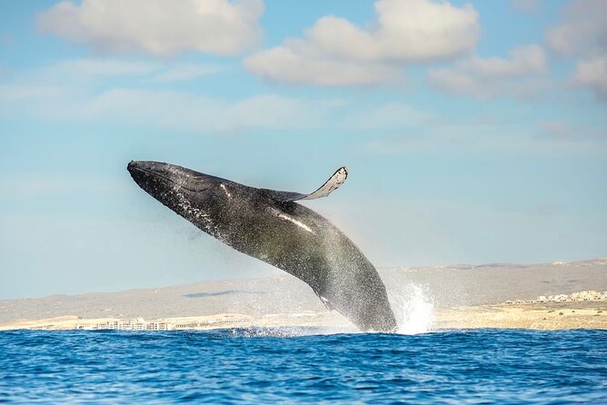 Small-Group Whale Watching Zodiac Boat Cruise in Cabo San Lucas - The Zodiac is quick, open, and bumpy