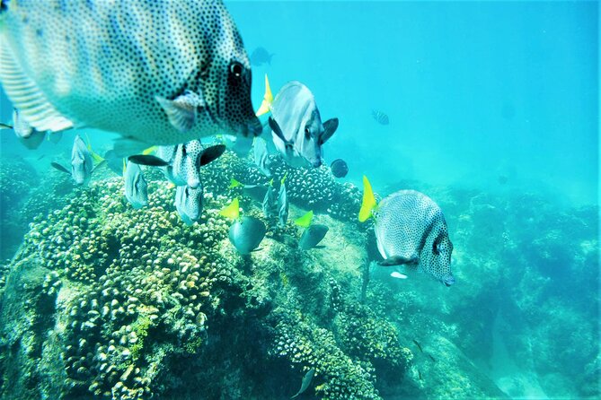 Snorkel Adventure through the Sea of Cortez - Who will enjoy this Cabo cruise most