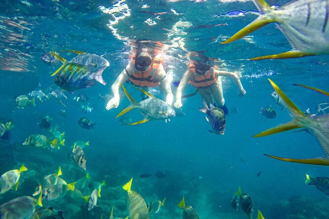 Snorkel and arch tour in los cabos - El Arco, Playa de los Amantes, and the sea lions