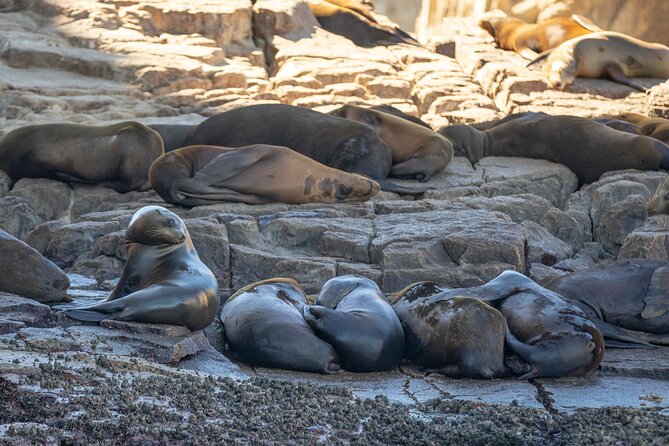 Snorkel & Explore Pelican Rock by Glass Boat + Photos - Who should book this Cabo outing?