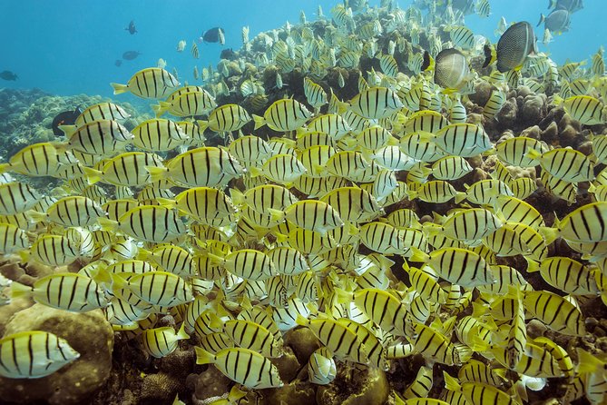 Snorkel & Explore Pelican Rock by Glass Boat + Photos - Pelican Rock is the real reason to go