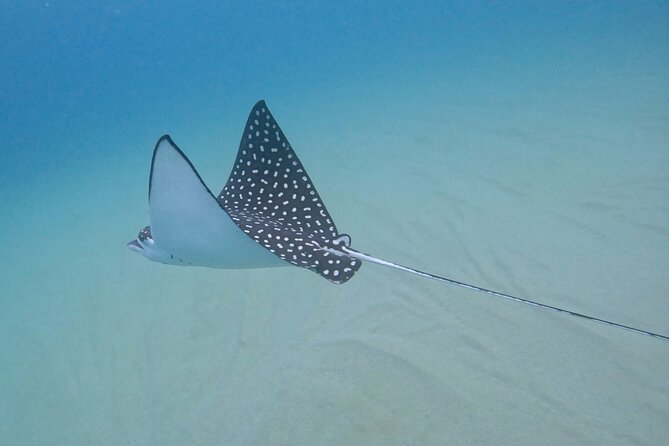 Snorkel Privately in Cabo San Lucas - Fish, turtles, rays, and the chance of whales