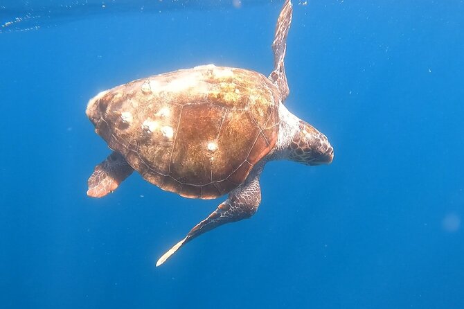 Snorkel Privately in Cabo San Lucas - Finding the meeting point at Dock 1