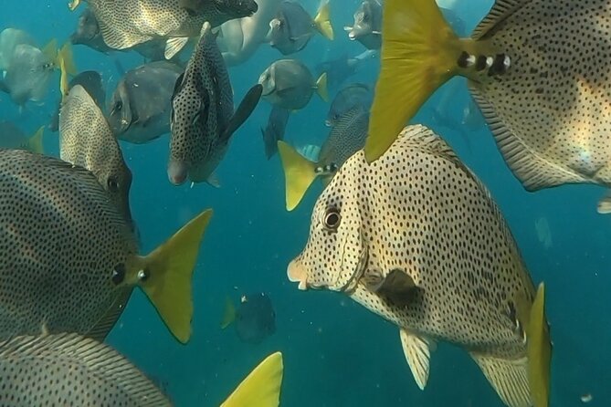 Snorkel & Sunset Sail in Cabo San Lucas - Dinner and an open bar included in the fare