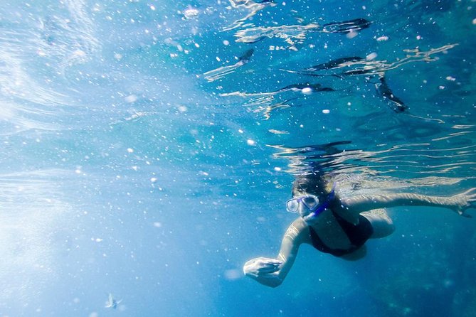 Snorkel Tour and Glass-Bottom Boat Ride in Cabo San Lucas - Who should book this Cabo outing