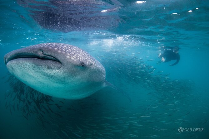 Snorkel with whale sharks includes equipment & transportation - Breakfast, lunch, equipment, and the value of a packed day